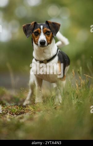 Jack Russell auf einer Sommerwiese Stockfoto
