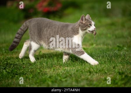 Katze hat eine Maus gefangen Stockfoto