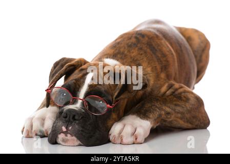 Welpe mit Lesebrille Stockfoto
