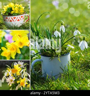 Frühling Blumen collage Stockfoto