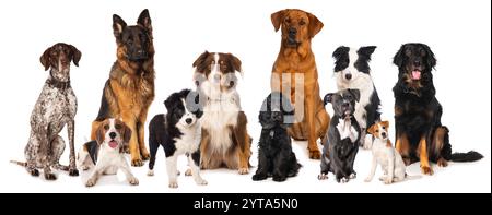 Gruppe verschiedener Stammhunde Stockfoto