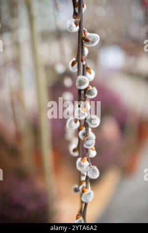 Weidenbranche im farbenfrohen Frühling vor verschwommenem Naturhintergrund mit hellem Bokeh. Vertikale Nahaufnahme mit kurzer Schärfentiefe und Platz für Text. Stockfoto