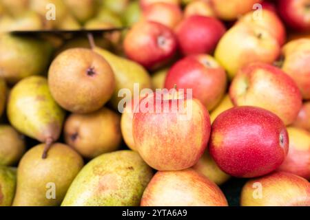 Frisch geerntete Äpfel und Birnen auf einem Marktplatz. Gesunde regionale Früchte. Hintergrund für ausgewogene Ernährung. Kurze Schärfentiefe Stockfoto