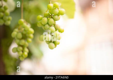 Trauben im Weinberg. Nahaufnahme weißer reifer Trauben an einer Rebe mit kurzer Feldetiefe im Hintergrund. Stockfoto