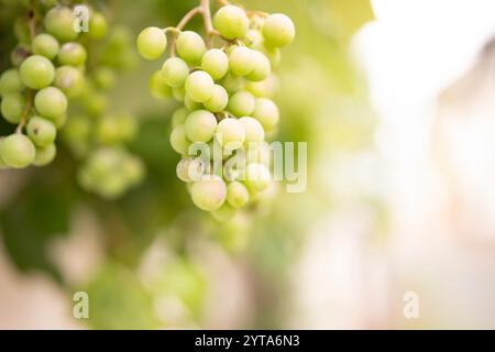 Trauben im Weinberg. Nahaufnahme weißer reifer Trauben an einer Rebe mit kurzer Feldetiefe im Hintergrund. Stockfoto