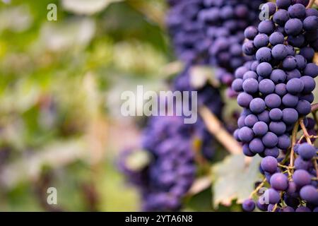 Trauben im Weinberg. Nahaufnahme blaureifer Trauben an einer Rebe mit kurzer Feldetiefe im Hintergrund. Stockfoto