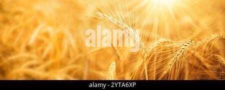 Nahaufnahme goldener Weizenohren bei sonnigem Hintergrund. Horizontaler landwirtschaftlicher Hintergrund mit kurzer Tiefenschärfe. Stockfoto