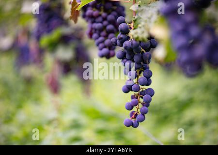 Trauben im Weinberg. Nahaufnahme blaureifer Trauben an einer Rebe mit kurzer Feldetiefe im Hintergrund. Stockfoto