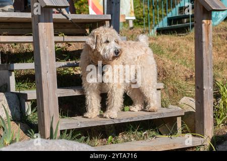 Hunderasse Wheaten Terrier steht auf der Treppe im Park Stockfoto