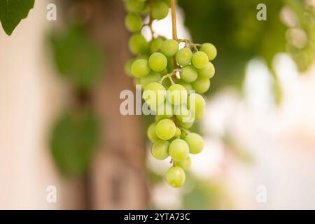 Trauben im Weinberg. Nahaufnahme weißer reifer Trauben an einer Rebe mit kurzer Feldetiefe im Hintergrund. Stockfoto