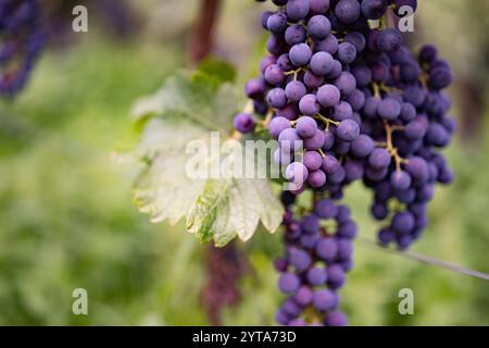 Trauben im Weinberg. Nahaufnahme blaureifer Trauben an einer Rebe mit kurzer Feldetiefe im Hintergrund. Stockfoto