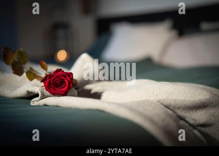 Rote Rose auf dem Bett in einem Hotelzimmer. Hintergrund für einen romantischen Valentinstag oder Muttertag mit Platz für Text. Stockfoto