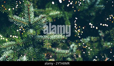 Nahaufnahme von Tannenzweigen mit Bokeh-Lichtern. Natürlicher weihnachtshintergrund mit warmem Glanz und schwach beleuchteter Umgebung. Stockfoto