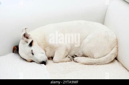 Jack Russell schläft auf einer weißen Couch im Haus Stockfoto