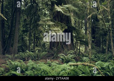 Gemäßigter Regenwald, Cathedral Grove, Vancouver Island. Kanada Stockfoto