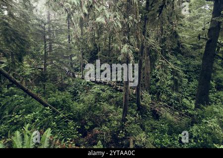 Gemäßigter Regenwald, Cathedral Grove, Vancouver Island. Kanada Stockfoto