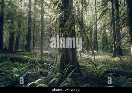 Gemäßigter Regenwald, Cathedral Grove, Vancouver Island. Kanada Stockfoto