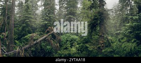 Gemäßigter Regenwald, Cathedral Grove, Vancouver Island. Kanada Stockfoto