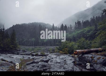 Gemäßigter Regenwald auf Vancouver Island, Kanada Stockfoto