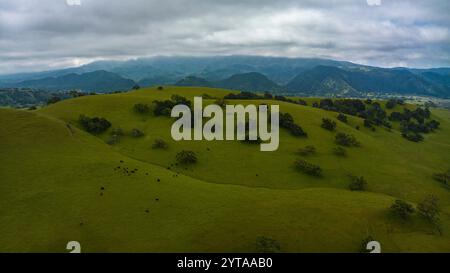 APRIL 2023, SANTA YNEZ, CA. - USA - California Oaks auf grünem, grasbewachsenem Hügel außerhalb von Santa Ynez im Frühjahr Stockfoto