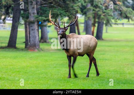 Ein großer brauner und weißer Hirsch steht auf einem grasbewachsenen Feld. Der Hirsch schaut nach rechts Stockfoto