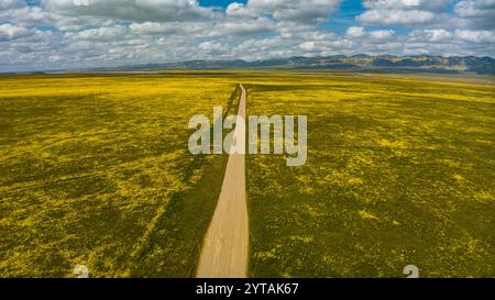 APRIL 2023, CARRIZO PLAIN NATIONAL MONUMENT, USA – Feldweg durch gelbe Gänseblümchen und Lupinen während der Superbloom von 2023 im Carrizo Plain National Monument, Kalifornien Stockfoto