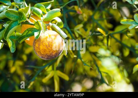 Eine einzelne Orange hängt von ihrem Baum. Stockfoto