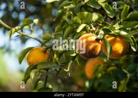 Eine einzelne Orange hängt von ihrem Baum. Stockfoto