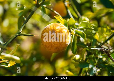 Eine einzelne Orange hängt von ihrem Baum. Stockfoto