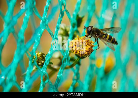 Sphaerophoria scripta. Langer Hoverfly. Makrocharakter. Stockfoto