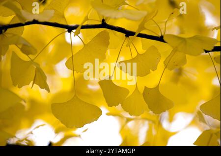 Die einzigartige Form der Ginkgo biloba Blätter in hellgelber Farbe während der Herbstsaison in Japan bildet ein Hintergrund- oder Konzeptbild. Stockfoto
