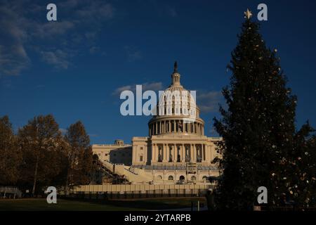 Der Weihnachtsbaum des Kapitols wird am 6. Dezember 2024 vor dem US-Kapitol in Washington, DC, gesehen. Der 2024-Baum ist eine 80 Meter hohe Sitka-Fichte aus der Wrangell District Region im Tongass National Forest in Alaska. Die Beleuchtung des Baumes außerhalb des Kapitols der USA ist eine 60-jährige Tradition, die sowohl Mitarbeiter von Hill als auch Besucher in den District bringt. Stockfoto