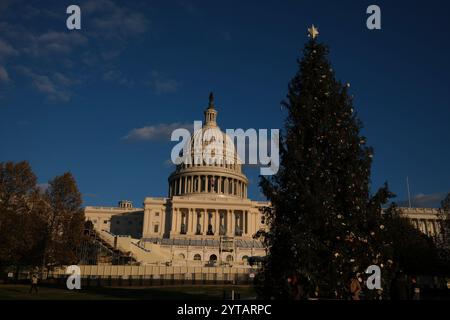 Der Weihnachtsbaum des Kapitols wird am 6. Dezember 2024 vor dem US-Kapitol in Washington, DC, gesehen. Der 2024-Baum ist eine 80 Meter hohe Sitka-Fichte aus der Wrangell District Region im Tongass National Forest in Alaska. Die Beleuchtung des Baumes außerhalb des Kapitols der USA ist eine 60-jährige Tradition, die sowohl Mitarbeiter von Hill als auch Besucher in den District bringt. Stockfoto