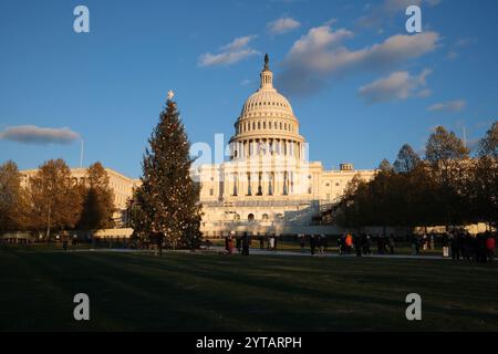 Der Weihnachtsbaum des Kapitols wird am 6. Dezember 2024 vor dem US-Kapitol in Washington, DC, gesehen. Der 2024-Baum ist eine 80 Meter hohe Sitka-Fichte aus der Wrangell District Region im Tongass National Forest in Alaska. Die Beleuchtung des Baumes außerhalb des Kapitols der USA ist eine 60-jährige Tradition, die sowohl Mitarbeiter von Hill als auch Besucher in den District bringt. Stockfoto