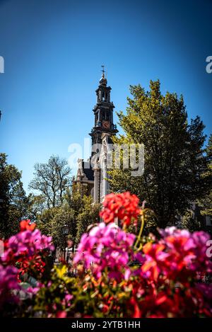 Westerkerk Spire Inmitten Der Sommerblumen - Amsterdam, Niederlande Stockfoto