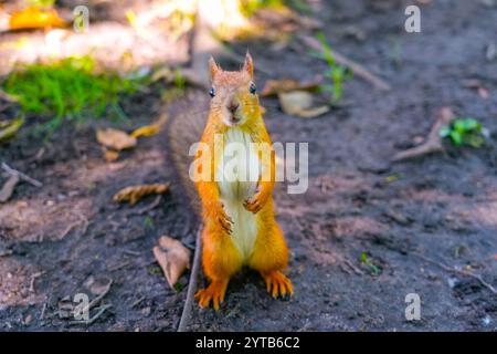 Das Eichhörnchen sitzt auf seinen Hinterbeinen und blickt geradeaus. Stockfoto