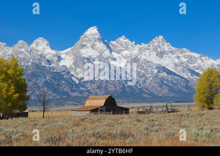 Alte rustikale Moulton Barn vor den Teton Mountains im Grand Teton National Park in Wyoming mit Herbstbäumen, langen Gräsern und Salbeipinsel Stockfoto