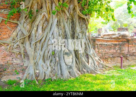 Berühmter Buddha-Kopf in den Ficus-Baumwurzeln in Ayutthaya, Thailand. Stockfoto