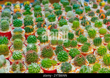 Kleine bunte grüne, viele Kakteen anbauende Töpfe zum Verkauf auf dem Outdoor-Pflanzenmarkt. Stockfoto