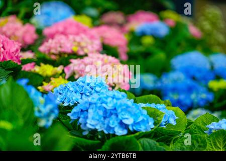 Hortensien-austauschbarer großblättriger Garten französischer wilder Busch. Verschiedene Panikulate und baumähnliche Hortensien. Blaue und rosa Blumen Stockfoto