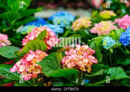 Hortensien-austauschbarer großblättriger Garten französischer wilder Busch. Verschiedene Panikulate und baumähnliche Hortensien. Blaue und rosa Blumen Stockfoto