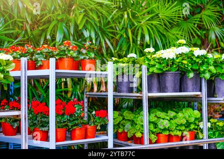 Bunte Begonien, Hortensie, Pelargonien, Violen, Stiefmütterchen Blumen in Töpfen zum Verkauf. Blumen auf Regalen in der Nähe des Gewächshauszentrums. Wachsender See Stockfoto