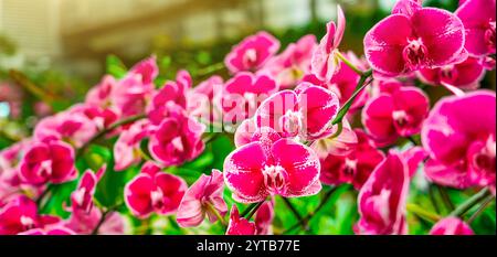Blühende wunderschöne Orchideenblüten in exotischem tropischem Gewächshaus, Natur und Gartenarbeit, Panoramablick. Stockfoto