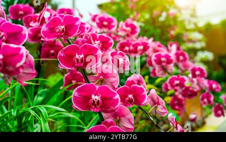 Blühende wunderschöne Orchideenblüten in exotischem tropischem Gewächshaus, Natur und Gartenarbeit, Panoramablick. Stockfoto