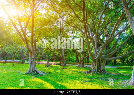 Schöner grüner Banyan-Baum, viele Stämme verflochten zu einer riesigen Ficus-Mikrocarpa. Stockfoto