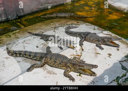 Gruppe von Krokodilen auf dem Bauernhof. Stockfoto