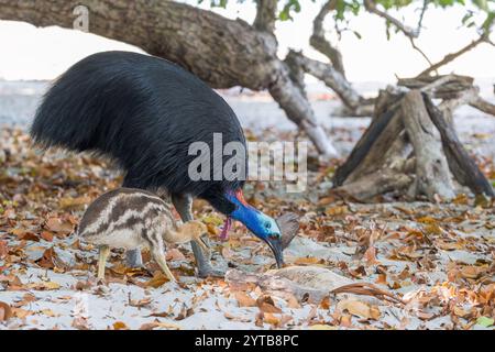 Ein männlicher Cassowary und eine einzelne Jungkühe ziehen an einen Strand im tropischen Norden Queenslands, auf der Suche nach heruntergefallenem Waldobst und Essen, das von Touristen hinterlassen wurde Stockfoto