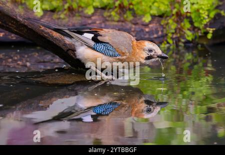 Nahaufnahme eines Jay, Garrulus glandarius, Trinkwasser aus einem Pool, der auf einem Ast direkt über dem Wasser steht, während das Wasser aus dem Schnabel zurück fließt Stockfoto