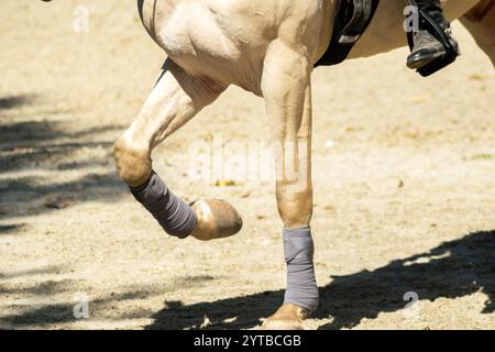 Blick auf die Beine eines weißen Lusitano-Vollblutpferdes bei einem Reitwettbewerb, Hintergrund des Reitkonzepts Stockfoto