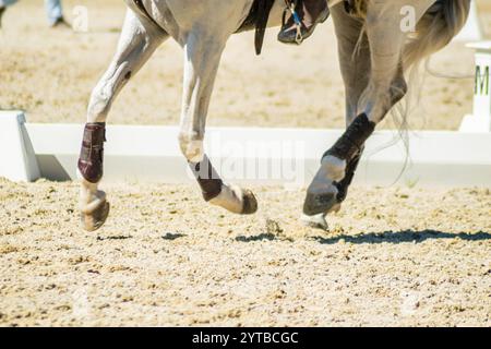 Blick auf die Beine eines lusitano reinrassigen weißen Pferdes bei einem Reitwettbewerb, Hintergrund des Reitkonzepts Stockfoto